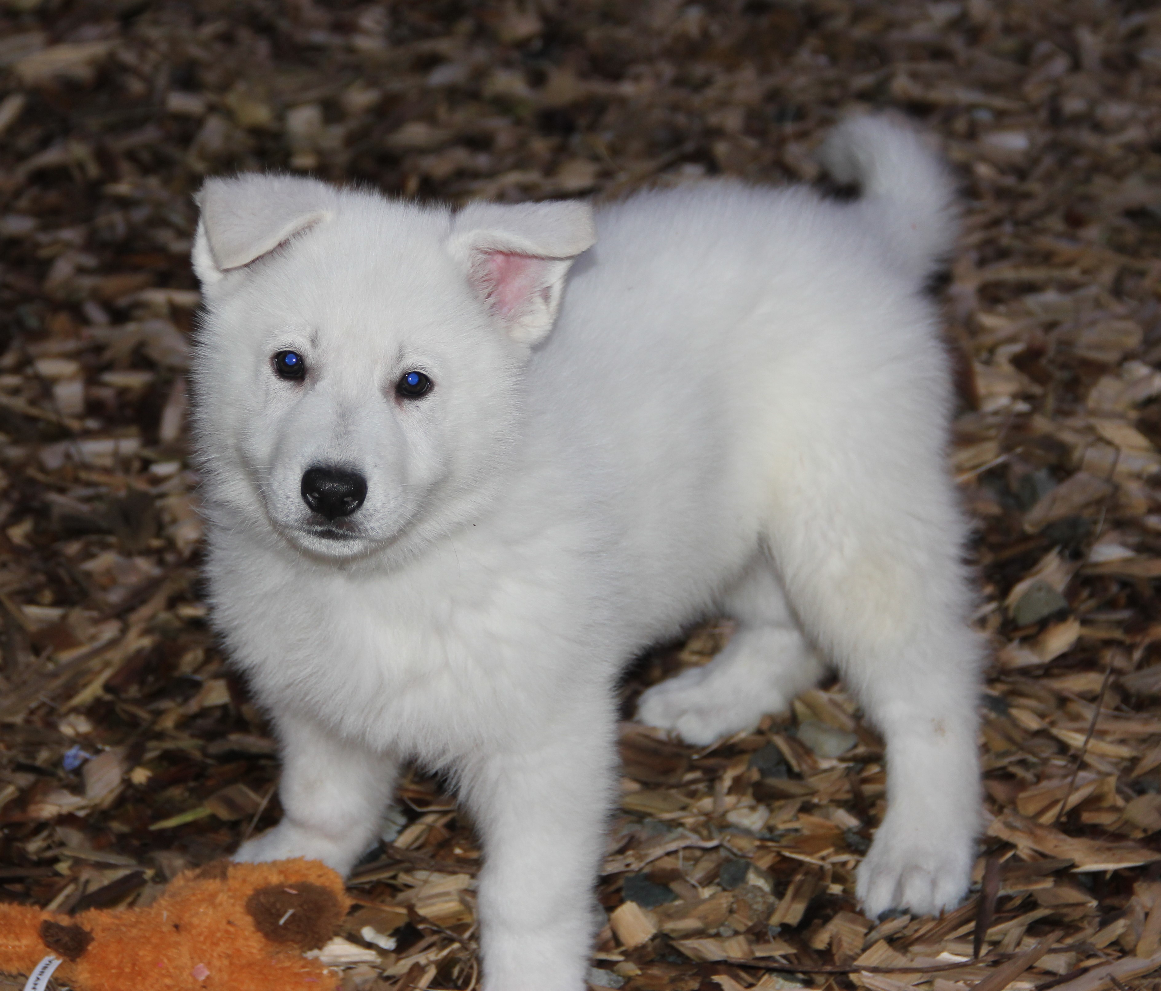 Blue Male