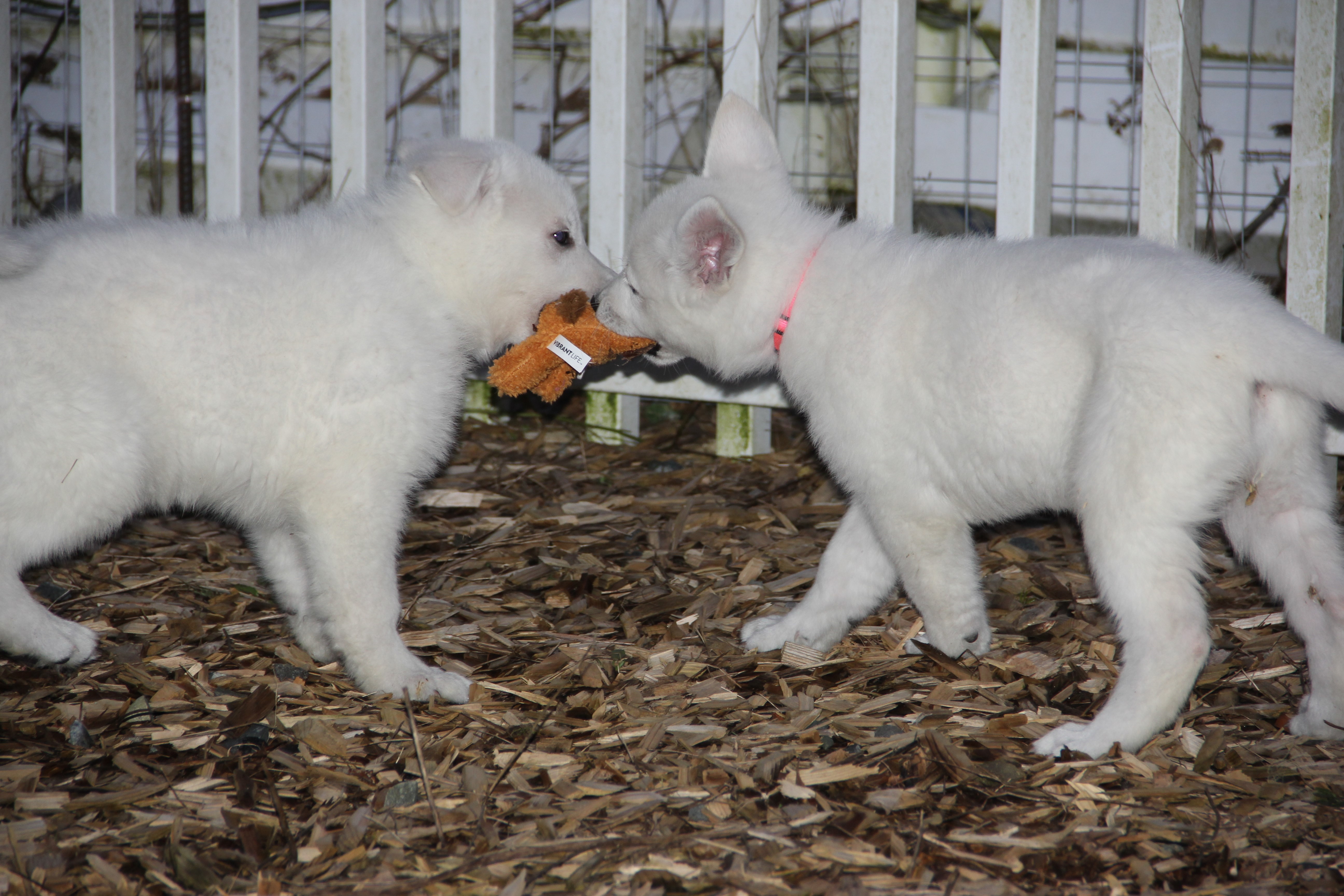 Blue Male and Pink Female
