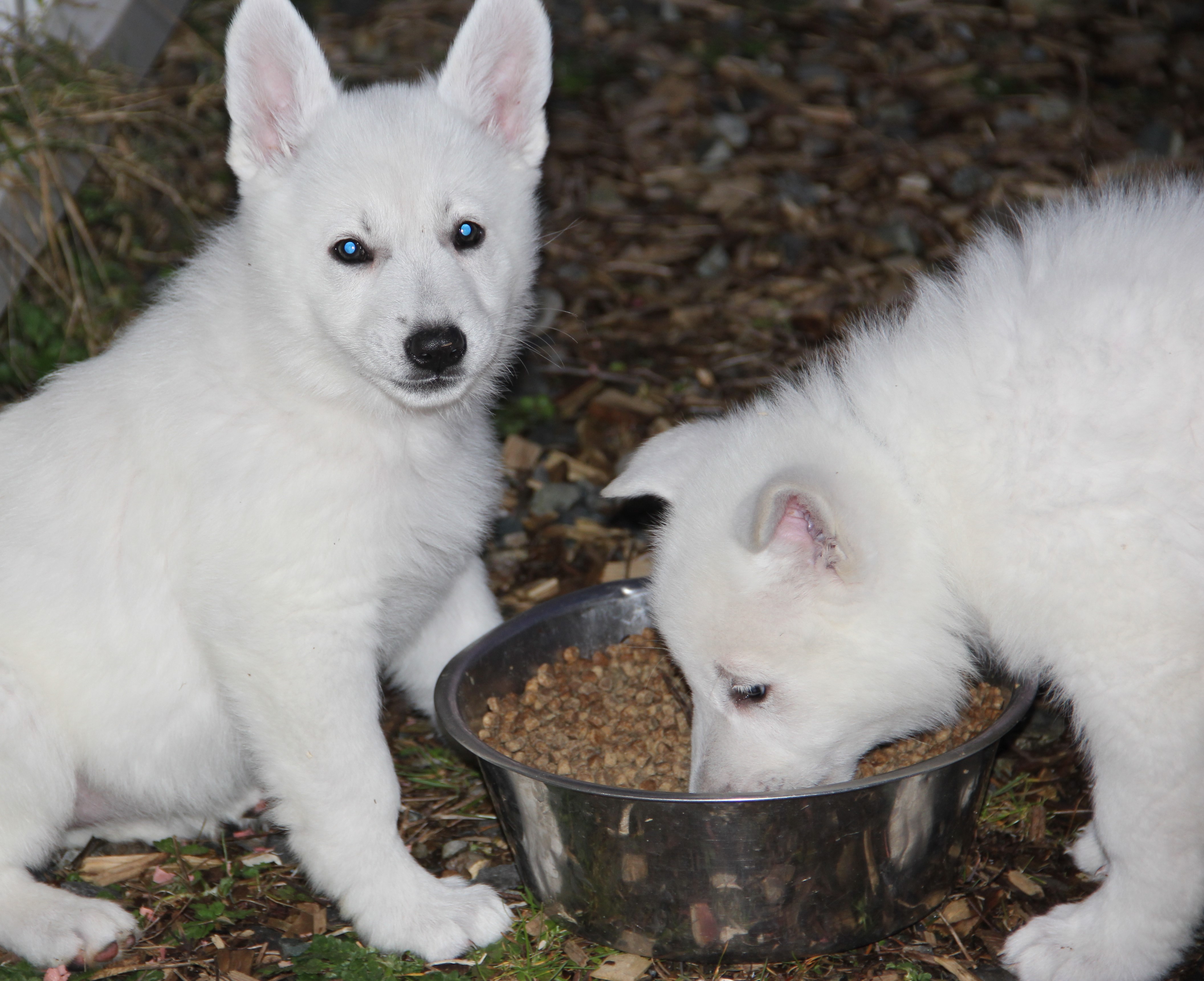 Orange Female and Blue Male
