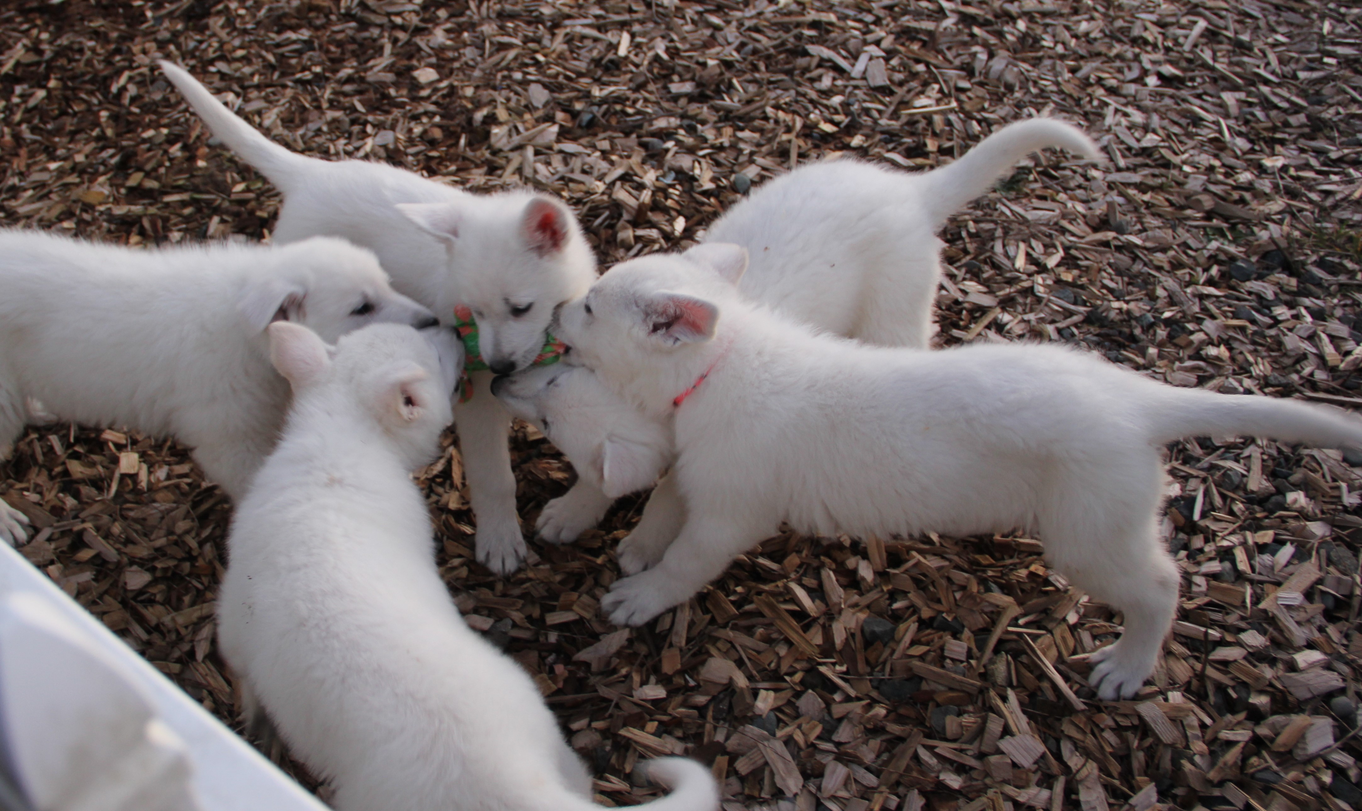 Puppies playing