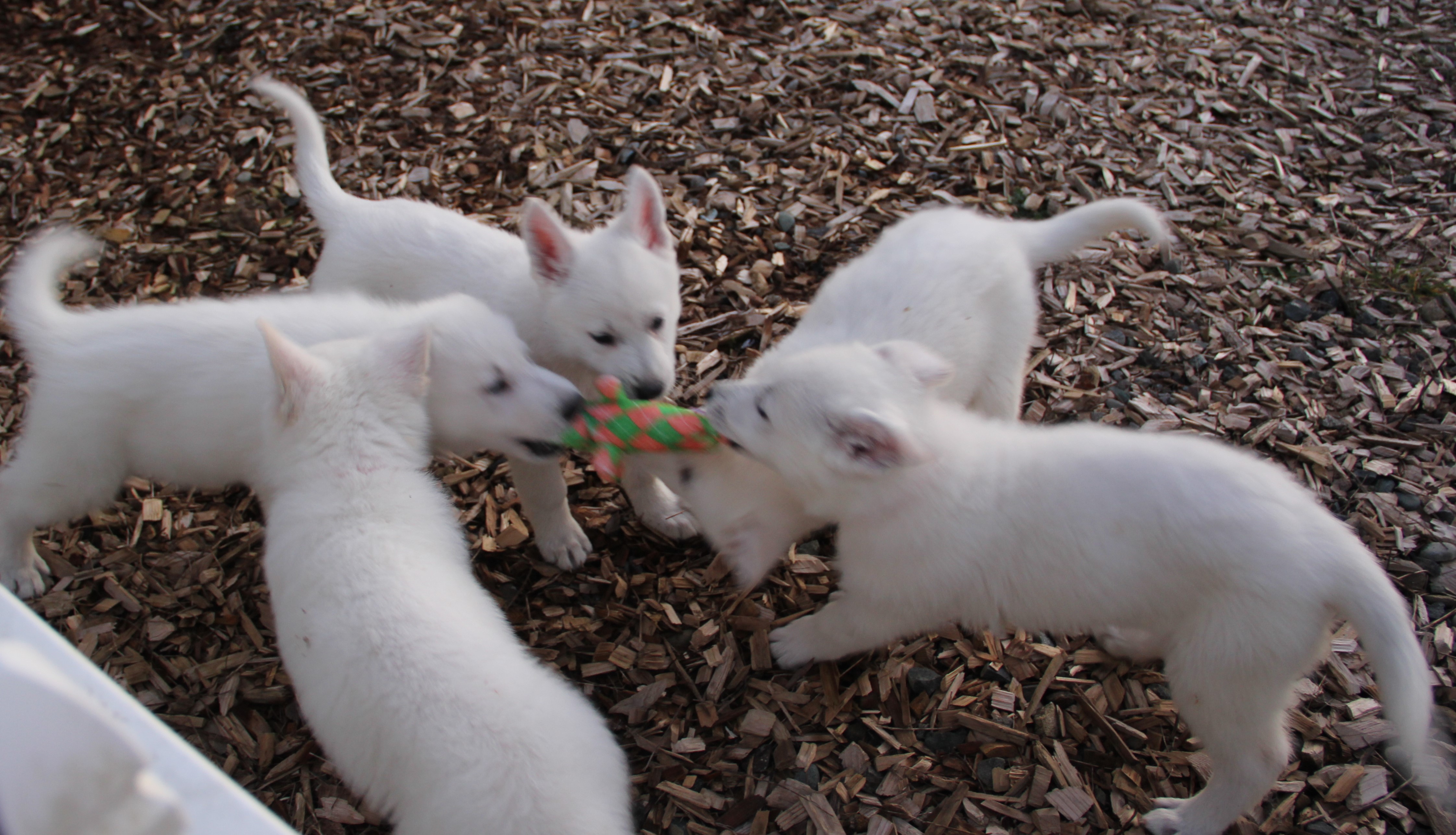Puppies playing